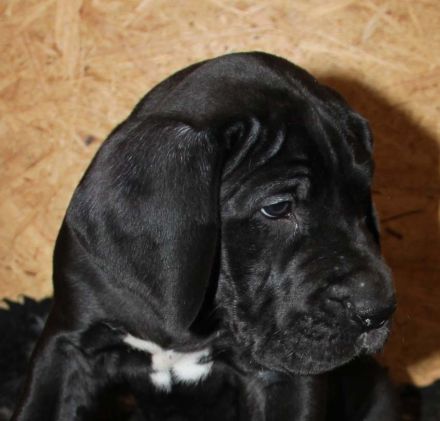 vom Lossaer Wolfsanger