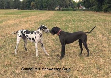 vom Lossaer Wolfsanger