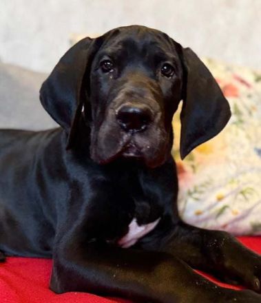 vom Lossaer Wolfsanger