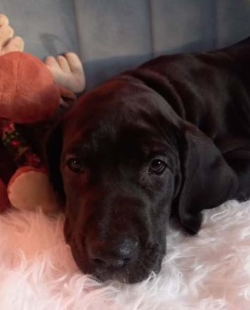 vom Lossaer Wolfsanger