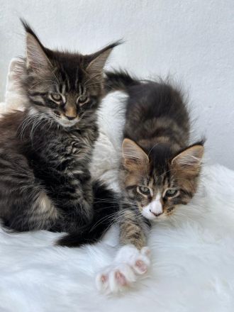 Typvolle Maine Coon Kitten mit Stammbaum
