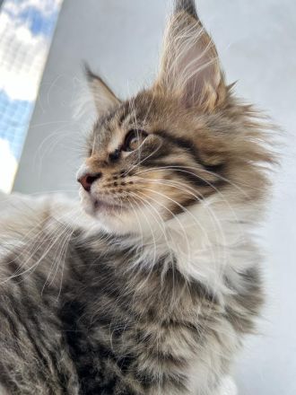 Typvolle Maine Coon Kitten mit Stammbaum