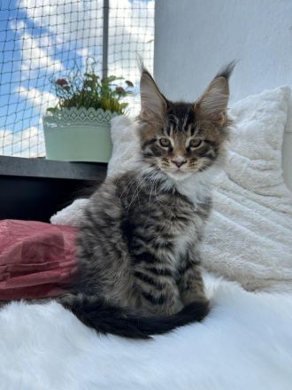 Typvolle Maine Coon Kitten mit Stammbaum