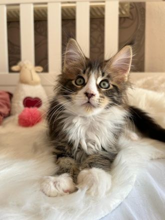 Typvolle Maine Coon Kitten mit Stammbaum
