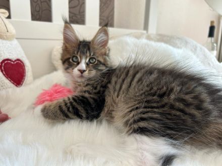 Typvolle Maine Coon Kitten mit Stammbaum