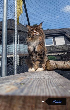 Typvolle Maine Coon Kitten mit Stammbaum