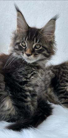 Typvolle Maine Coon Kitten mit Stammbaum