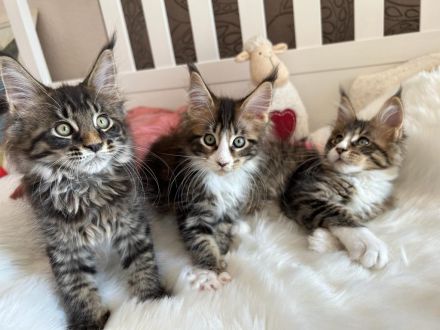 Typvolle Maine Coon Kitten mit Stammbaum