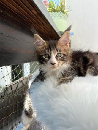 Typvolle Maine Coon Kitten mit Stammbaum