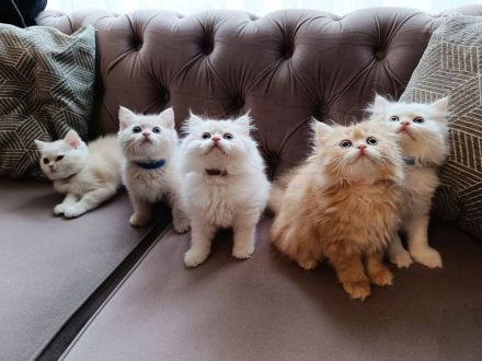 BKH BLH Kitten reinrassig