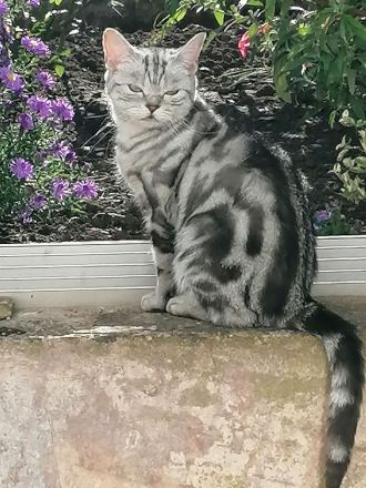 2 wunderschöne BKH Mix Kater