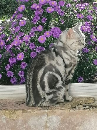 2 wunderschöne BKH Mix Kater