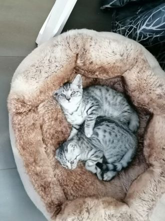 2 wunderschöne BKH Mix Kater