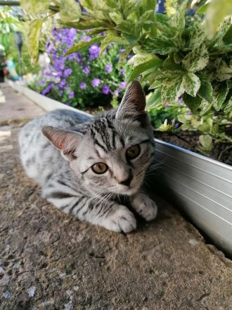 2 wunderschöne BKH Mix Kater