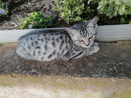 2 wunderschöne BKH Mix Kater