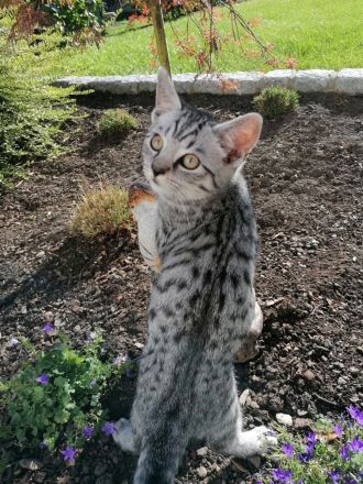 2 wunderschöne BKH Mix Kater