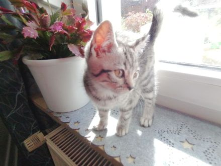 2 wunderschöne BKH Mix Kater