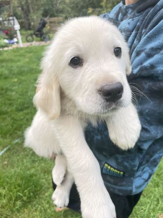 Golden Retriever vom Forsthof