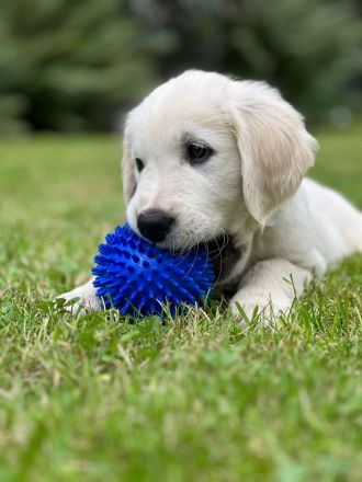 Golden Retriever vom Forsthof