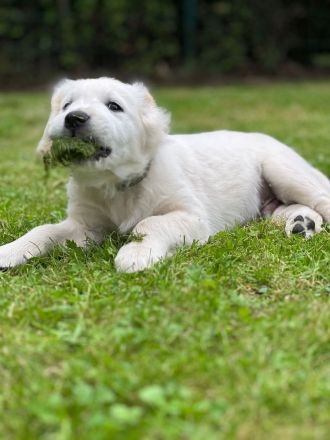 Golden Retriever vom Forsthof