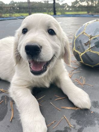 Golden Retriever vom Forsthof