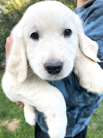 Golden Retriever vom Forsthof