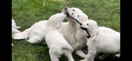 Golden Retriever vom Forsthof