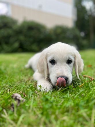 Golden Retriever vom Forsthof