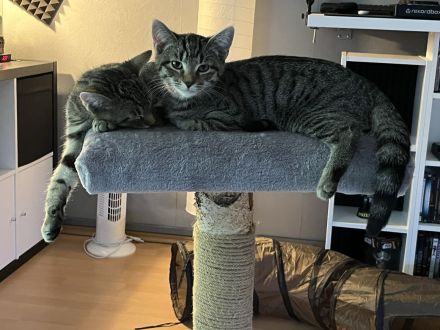 2 kleine Kätzchen (EKH/16 Wochen)