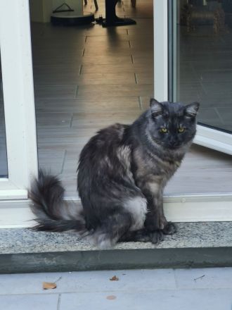 Maine Coon Mix Kater 12 Wochen
