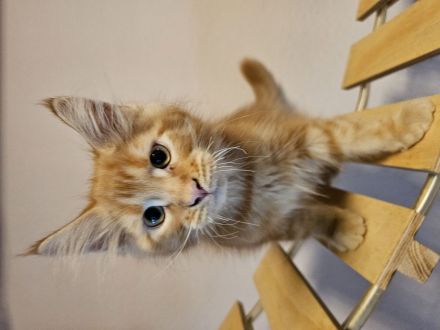 Maine Coon Kitten