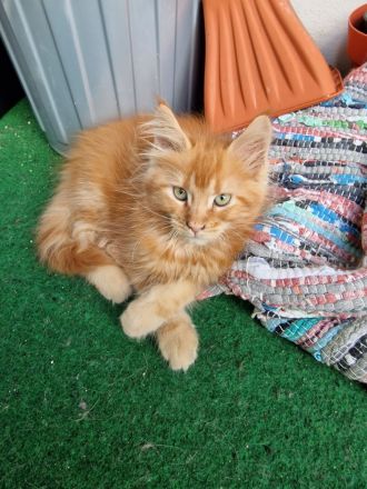 Maine Coon Kitten