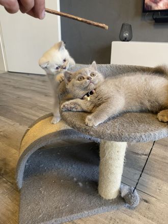 Bkh Kitten mit Stammbaum