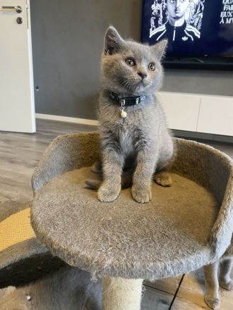 Bkh Kitten mit Stammbaum