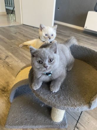 Bkh Kitten mit Stammbaum