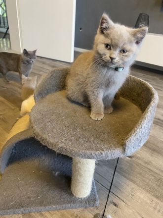 Bkh Kitten mit Stammbaum