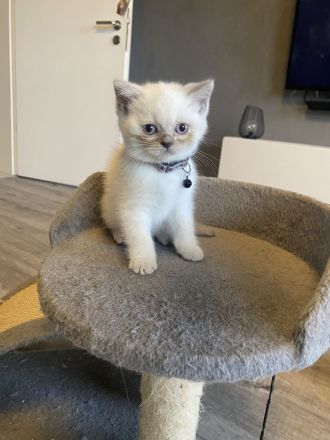 Bkh Kitten mit Stammbaum