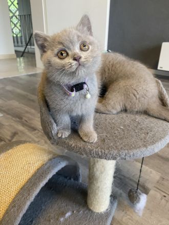 Bkh Kitten mit Stammbaum