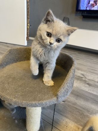 Bkh Kitten mit Stammbaum