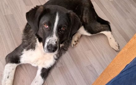 Der liebe Tobbi hat einen Wunsch