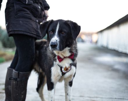 Der liebe Tobbi hat einen Wunsch