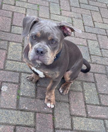 Old english bulldoge