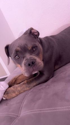 Old english bulldoge