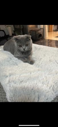 BKH sehr verschmust!!