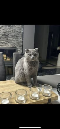 BKH sehr verschmust!!