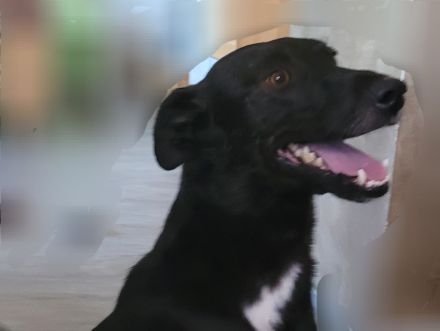 Lieber kleiner Mischlingsrüde (44 cm)