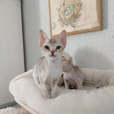 Singapura Kitten abzugeben