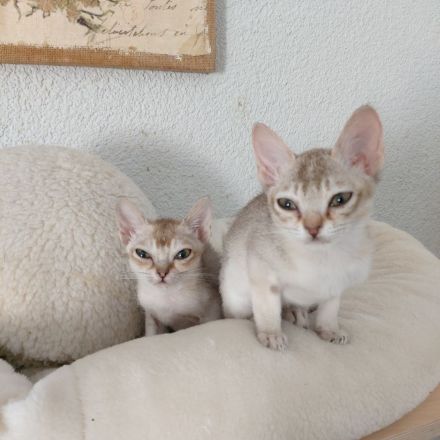 Singapura Kitten abzugeben