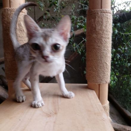 Singapura Kitten abzugeben