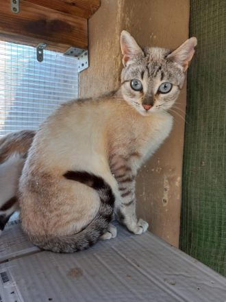 Zwei Siamkatzen DRINGEND abzugeben